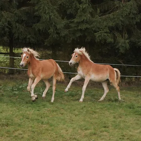 Reet Am Rhein-heuboden, Eroeffnungsangebot 公寓 博帕德